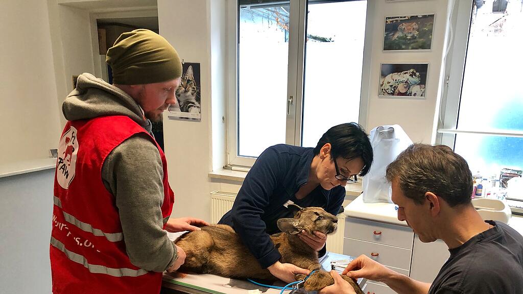 Puma-Welpe in Wohnung gehalten