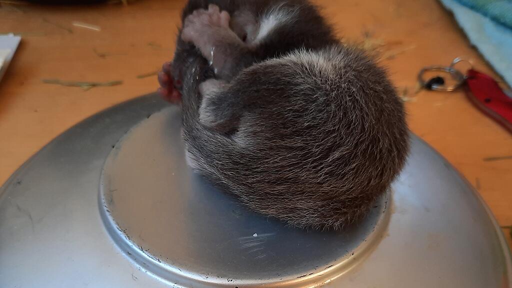 Marder-Babys_Oberndorf