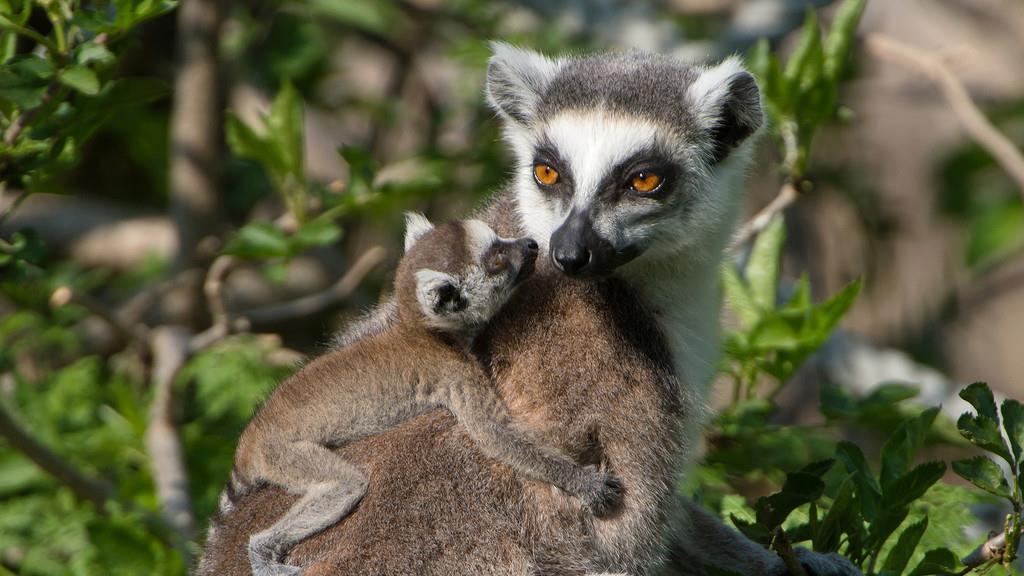 Nachwuchs bei den Kattas im Wiener Tiergarten Schönbrunn
