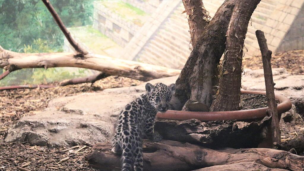 Jaguar-Baby macht ersten Ausflug