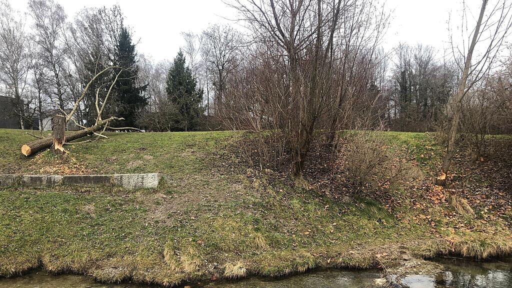 Biber-Glanspitz