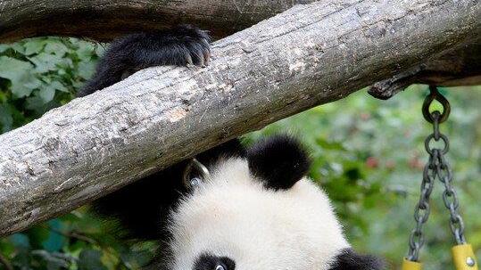 Fu Bao feiert