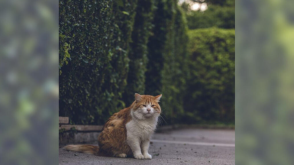 Weltkatzentag 2022