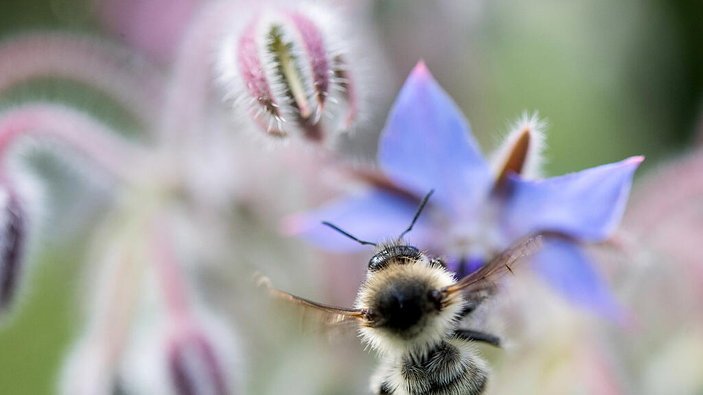 Insekten brauchen aktiven Schutz.