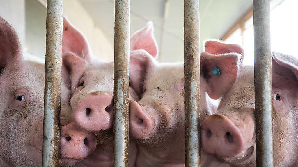 Lebende Tiere wurden zuletzt günstiger im Schlachthof abgegeben