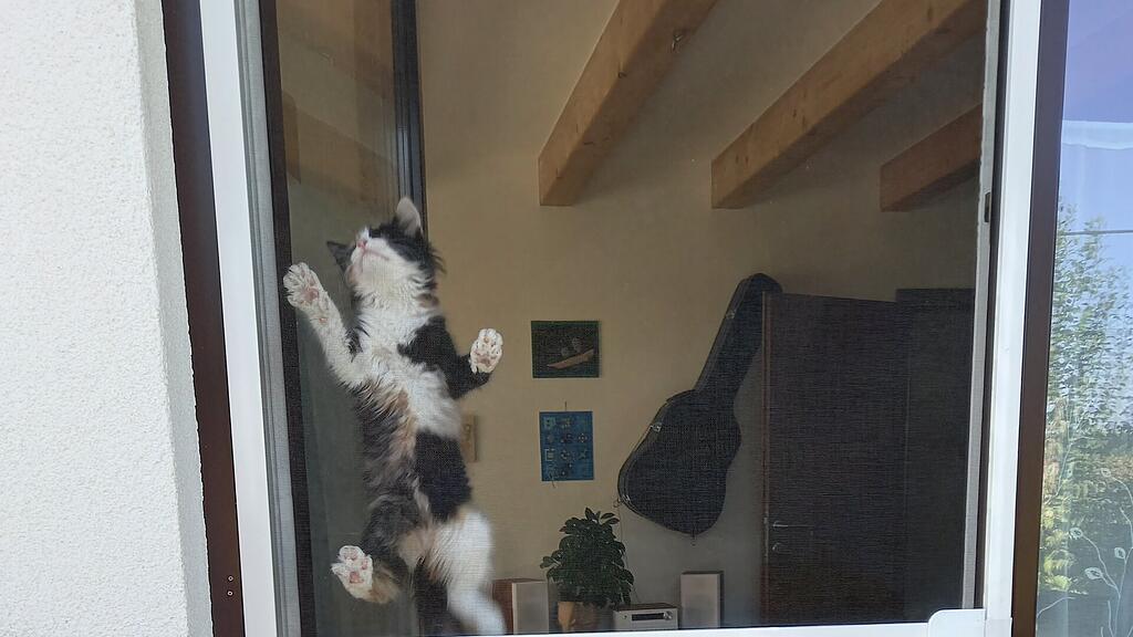 Weltkatzentag 2025