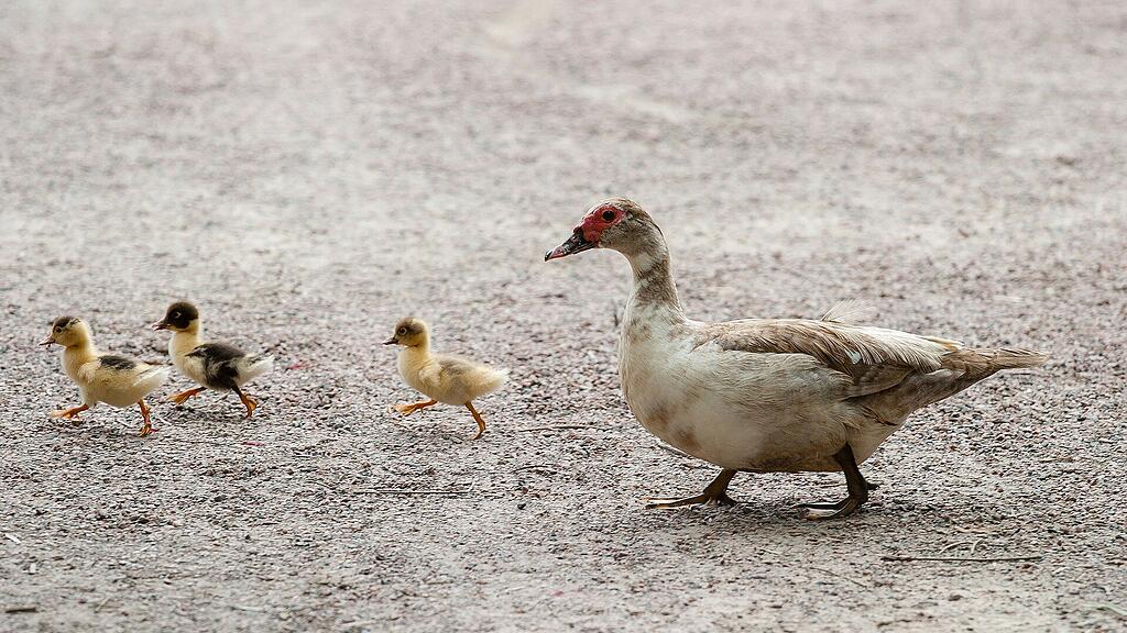 Symb_Enten