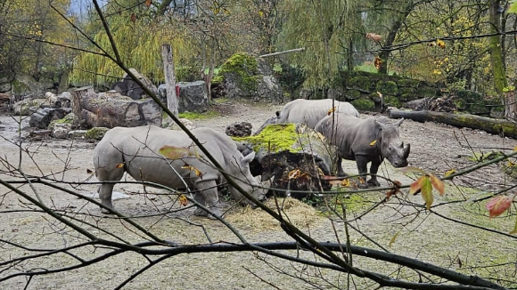 Nashorn