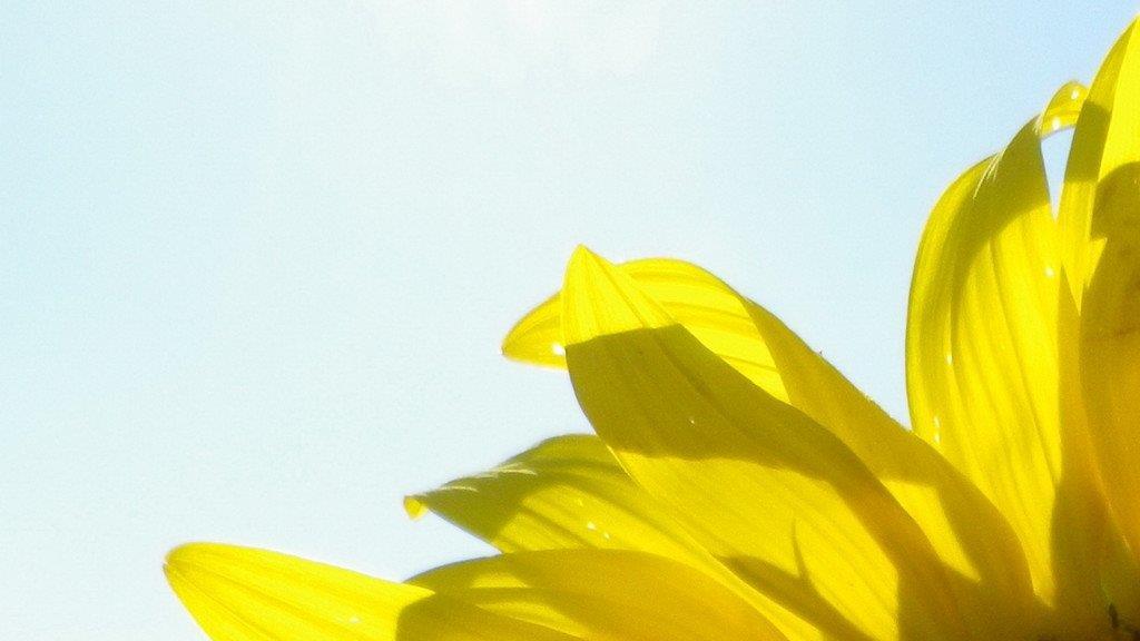 Sonnenblumenzauber in Sbg