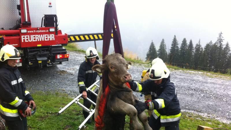 Die Feuerwehr rettete dem Kalb das Leben.