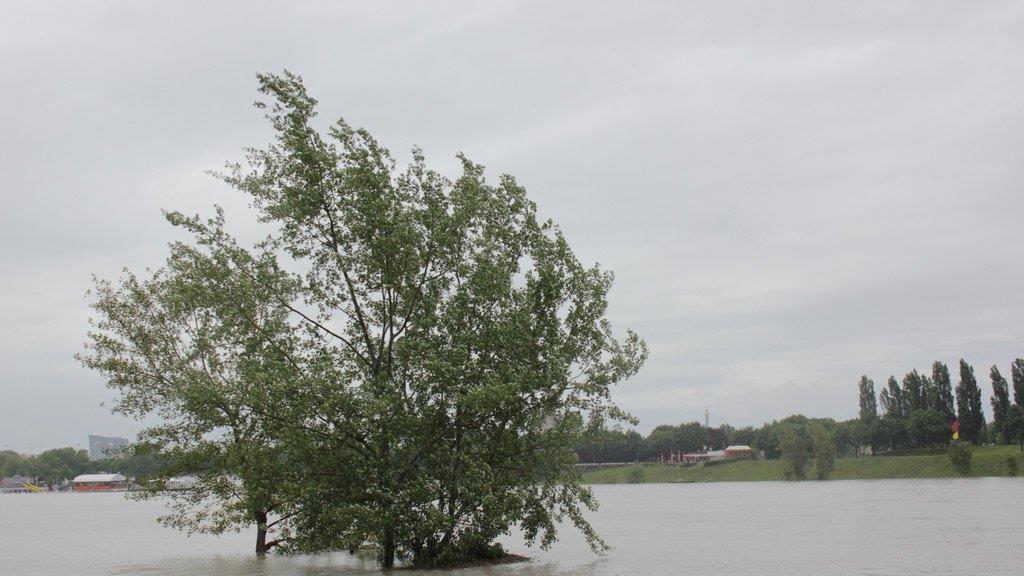 Hochwasser in Wien (Copa Cagrana)
