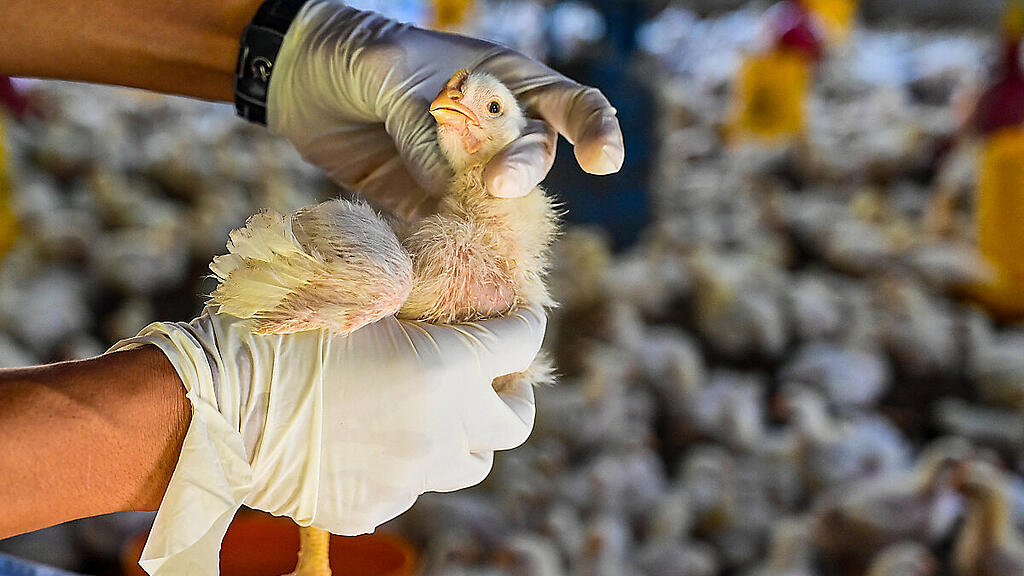 Bisher weltweit Hunderte Todesfälle mit H5N1