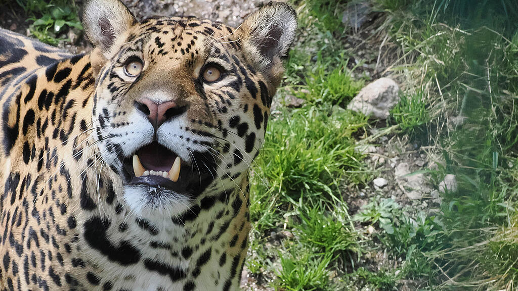 Zoo Salzburg