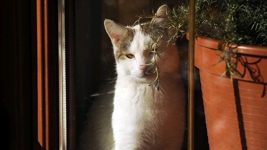 Auch die süßeste Schmusekatze stellt einige Ansprüche an ihr Heim.
