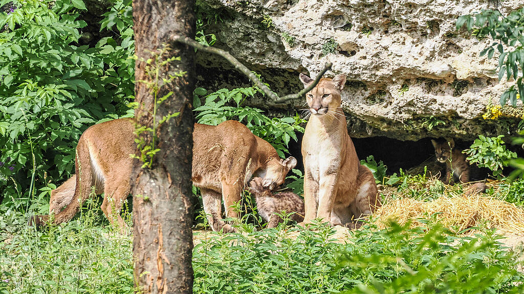 Amaira (li) und Inigo mit Jungtieren_c_ZooSBG_Angelika_Köppl (3).jpg