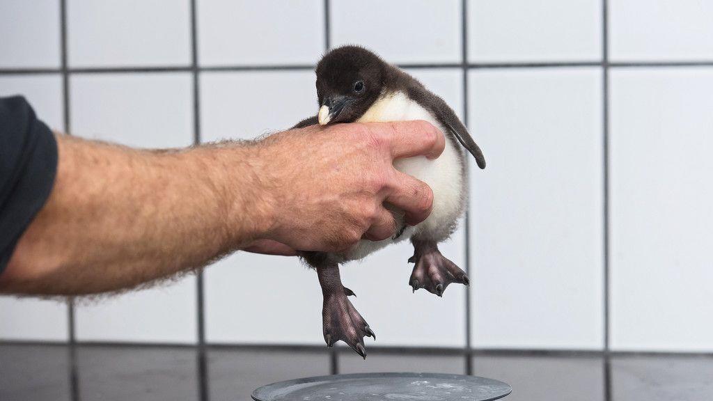 Pinguinküken in Schönbrunn