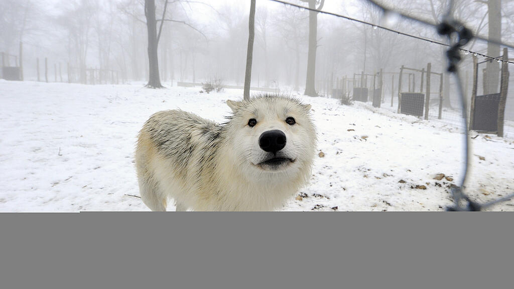 Wolf