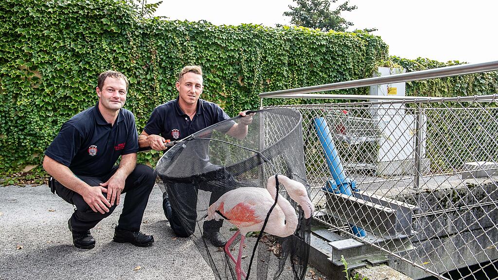 Flamingo aus Almkanal gerettet