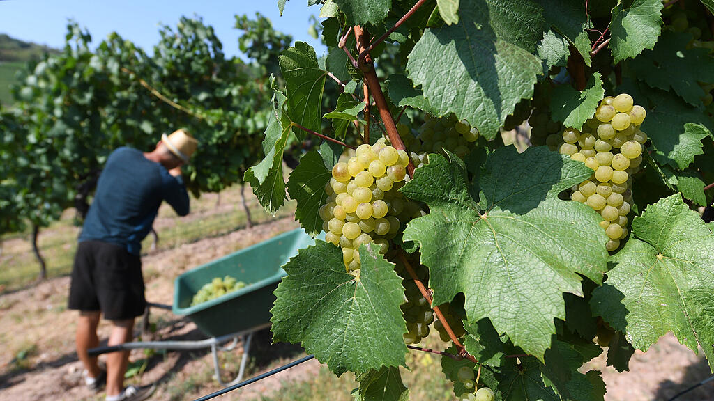 symb_weinernte; symb_wein