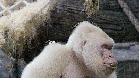 Schneeflöckchen / Copito de Nieve: Einziger Albino-Gorilla der Welt