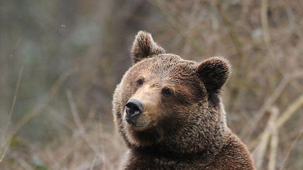 Braunbär im Lungau wirft viele Fragen auf