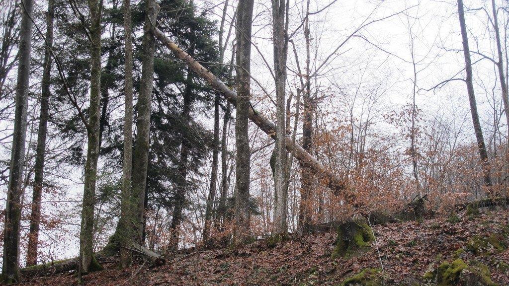 Baum stürzt auf B 305