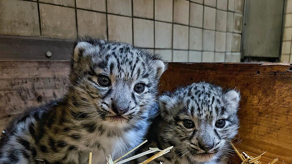 Schneeleoparden Nachwuchs Zoo Salzburg