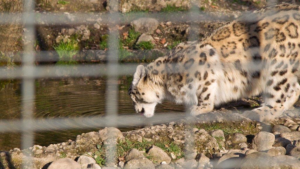 Frühlingserwachen im Salzburger Zoo