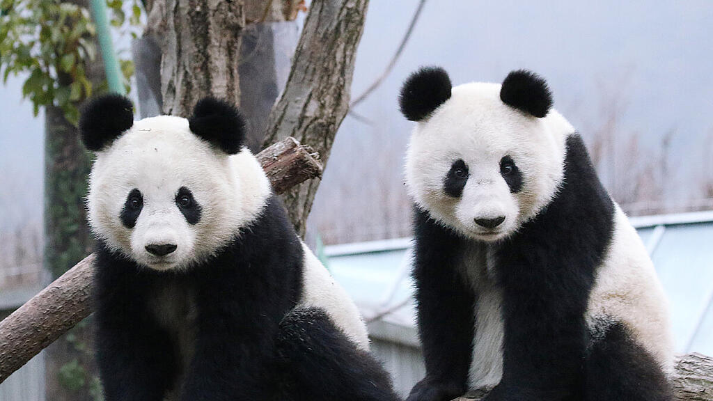 Fu Feng und Fu Ban sind "Rückkehrer des Jahres"