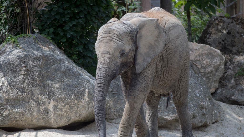 Hundstage im Tiergarten Schönbrunn