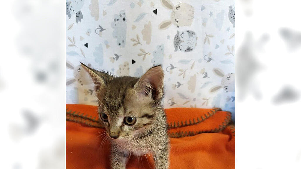 Babykatze_Passagier
