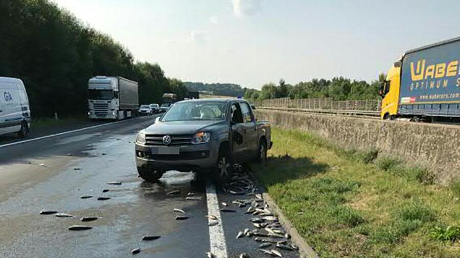 Fische auf Autobahn in OÖ