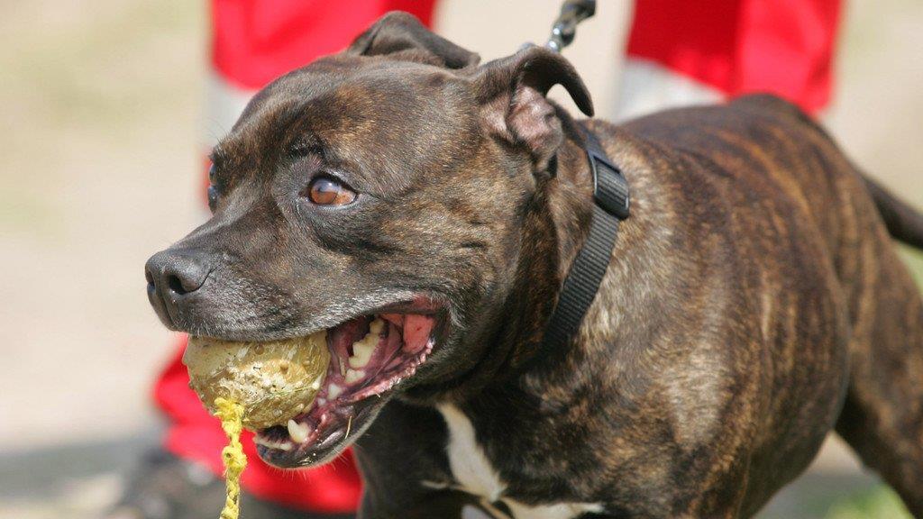 Die besten Tierbilder KW 30