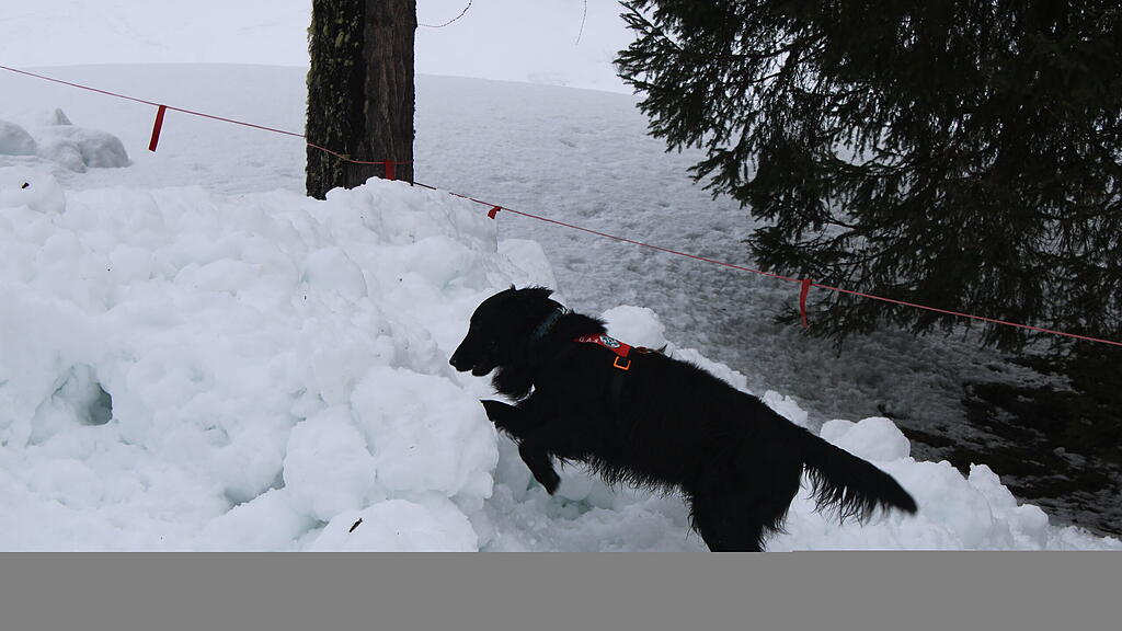 Lawinenhunde Bergrettung Training