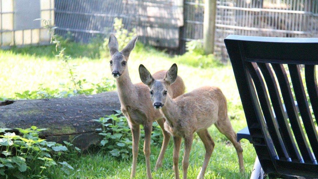 Die besten Tierbilder der Woche KW 40