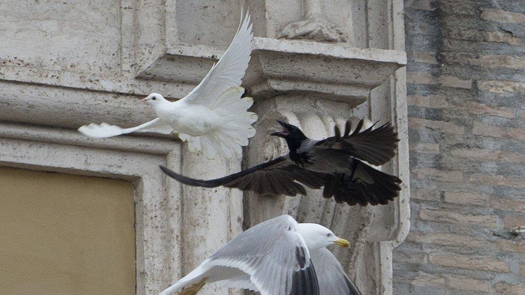 Vögel attackieren Friedenstauben