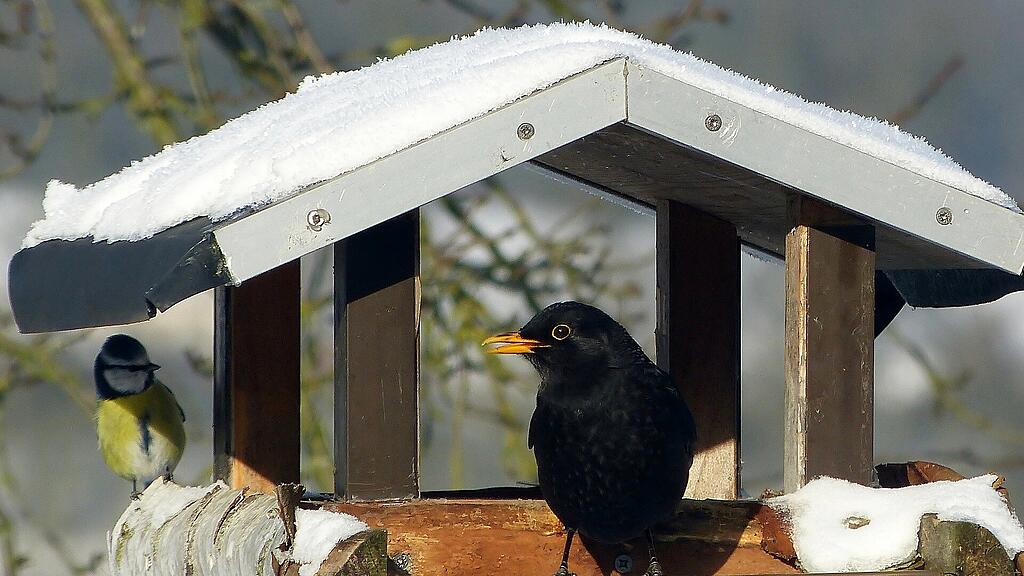 vogelhaus