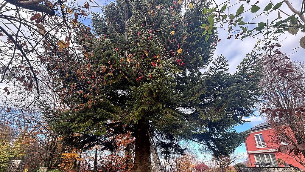 Christbaumernte in St. Jakob am Thurn