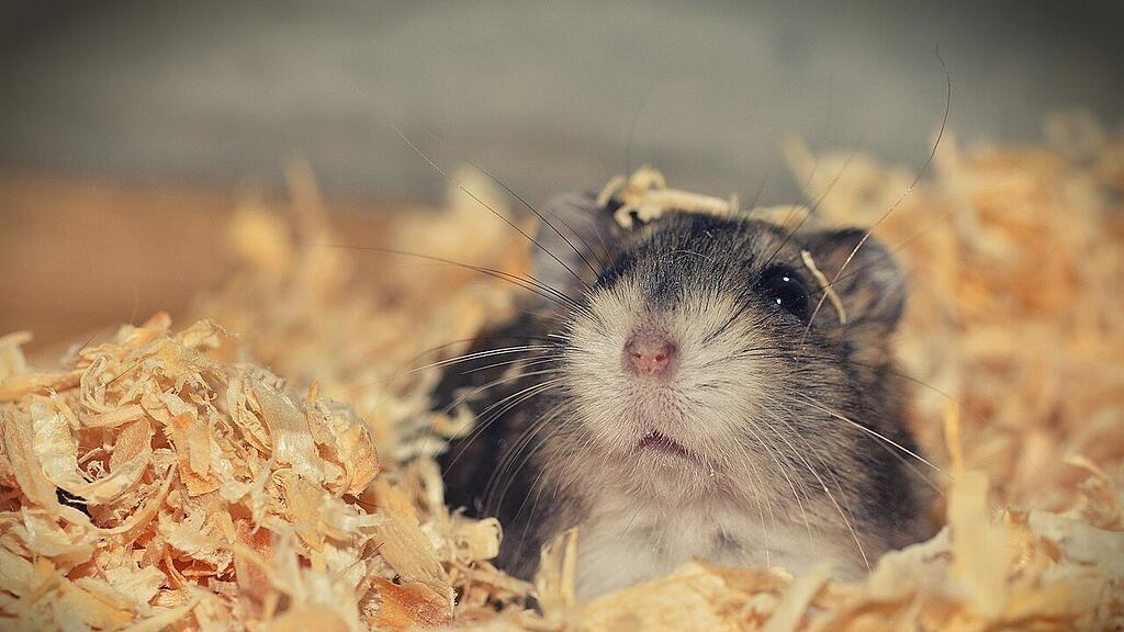 symb_hamster
