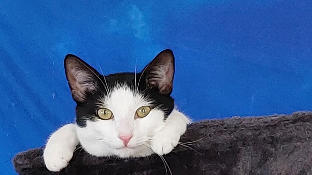 Weltkatzentag 2025