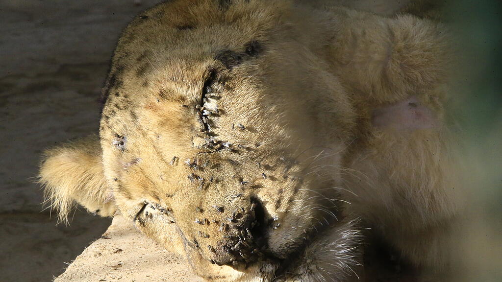 Löwen in Zoo in Sudan