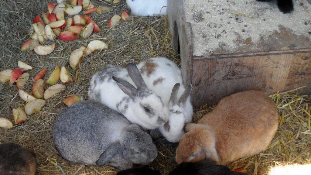 Weitere Tierbilder