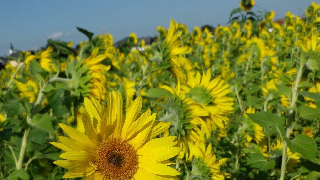 Sonnenblumenzauber in Sbg