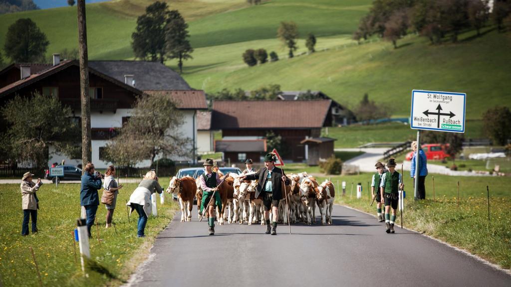 Almabtrieb St. Wolfgang I