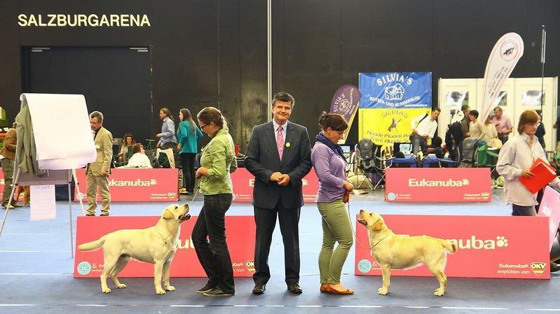 Festival der Hunde