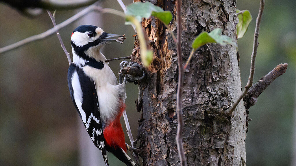 Buntspechte brauchen Altholz zum Nisten und zur Nahrugssuche