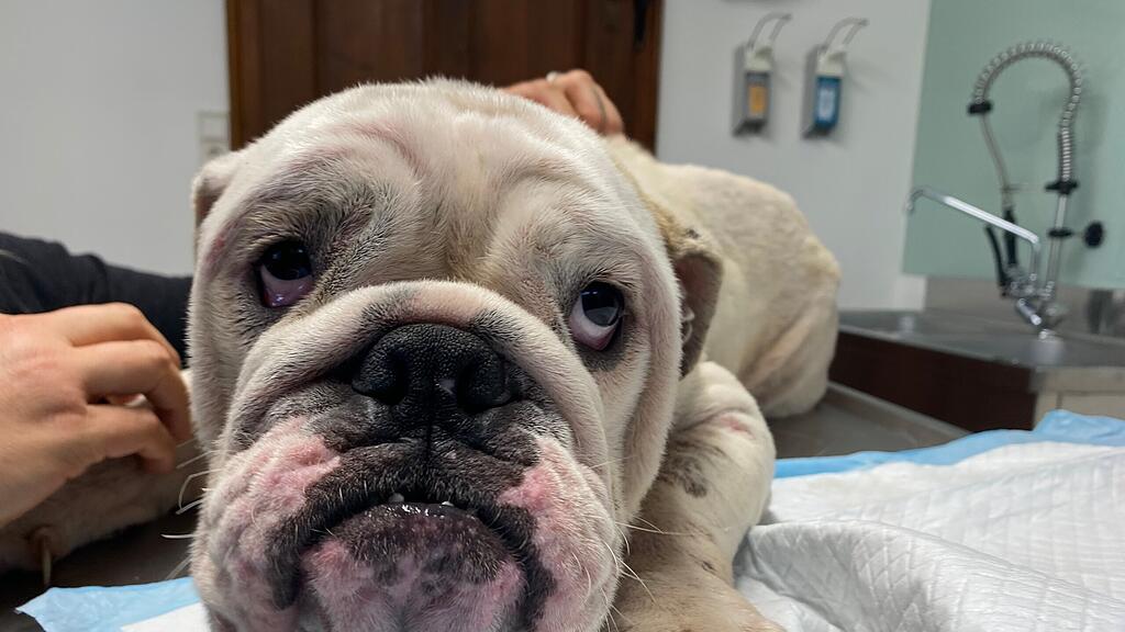 Rosi englische Bulldogge