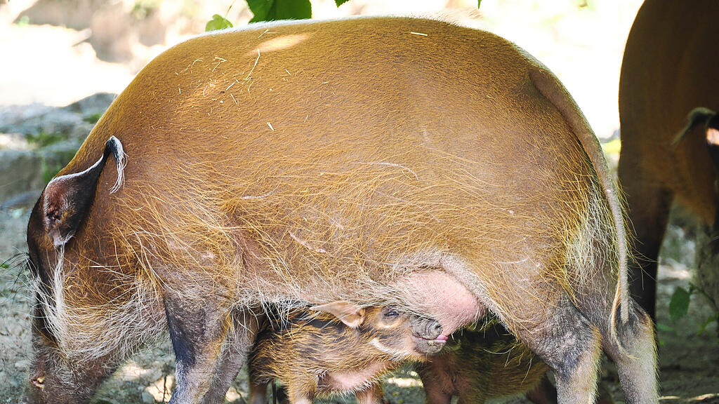 Gut behüteter Nachwuchs bei den Pinselohrschweinen_c_ZooSBG_Angelika Köppl (2).jpg
