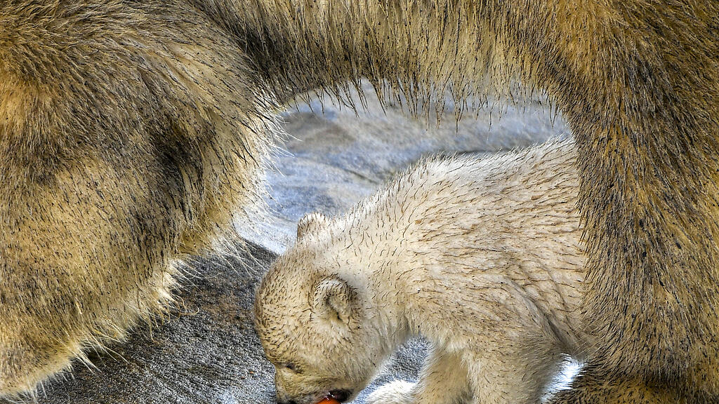 Eisbär, Wien, Schönnbrunn