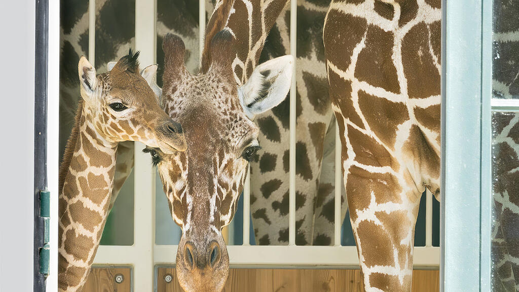 Giraffennachwuchs Schönbrunn